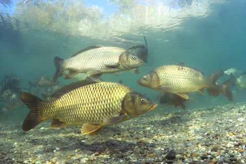 Schwarm von Karpfen in klarem Wasser