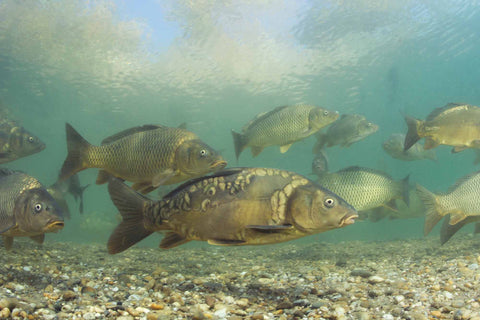 verschieden Karpfen in klarem Wasser